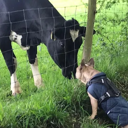 River Airebnb Homestay